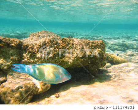 【グアム】海中を泳ぐ野生のダイ 【グアム】海中を泳ぐ野生のダイ 111174801