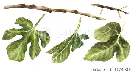 A set of green fig leaves, stems, branches of different shapes Plant botanical clipart for card, label, sticker, price tag, logo print Hand drawn watercolor illustration. Isolated on white background  111174981