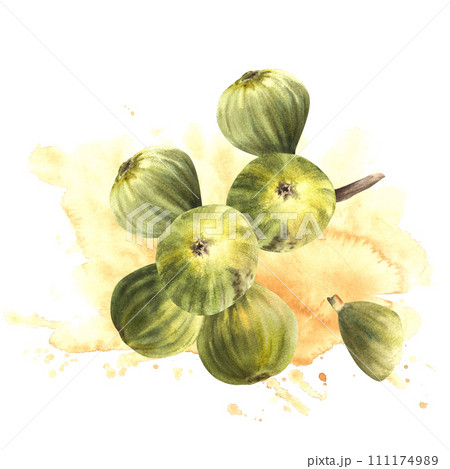 Ripe, juicy green figs whole fruit, hanging on a branch on watercolor background stains, splatters Food, plant clipart for card, jam label, sticker, price tag, logo. Hand drawn illustration. Isolated 111174989