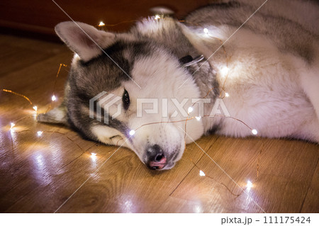 husky dog in the garland 111175424