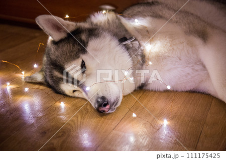 husky dog in the garland 111175425