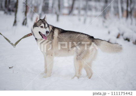 husky dog in the winter forest husky dog in the winter forest 111175442
