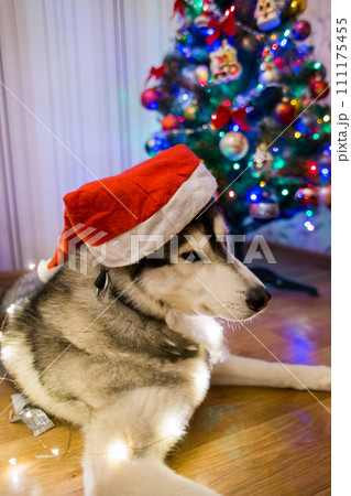 husky dog near christmas tree 111175455