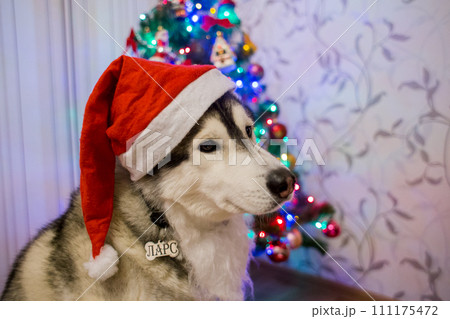 husky dog near christmas tree husky dog near christmas tree 111175472