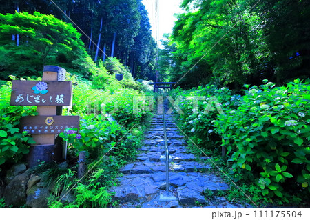太平山あじさい坂/栃木市 太平山あじさい坂/栃木市 111175504