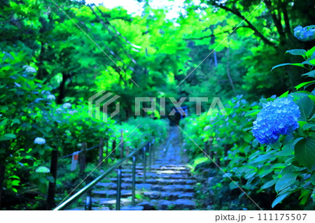 太平山あじさい坂／栃木市 111175507