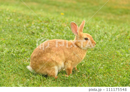Peach rabbit in a wild on green lawn background Peach rabbit in a wild on green lawn background 111175548