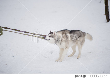 husky dog in the snow in winter 111175562