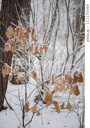 trees with a branches and leaves in snow in winter trees with a branches and leaves in snow in winter 111175569