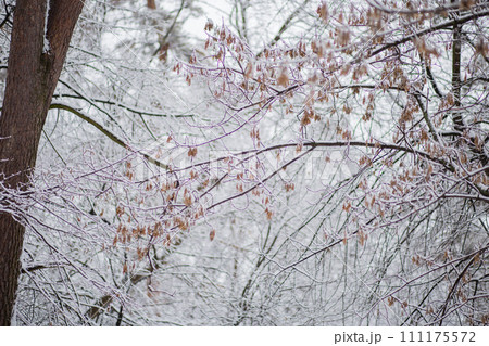 trees with a branches and leaves in snow in winter trees with a branches and leaves in snow in winter 111175572