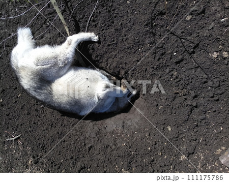 husky dog buried in the ground 111175786