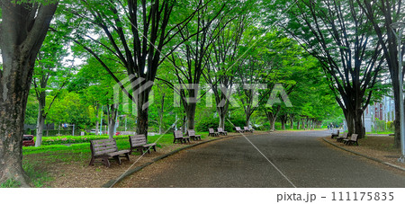 公園の緑とベンチ 111175835