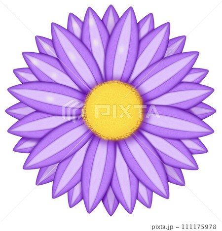 daisy isolated on white background 111175978