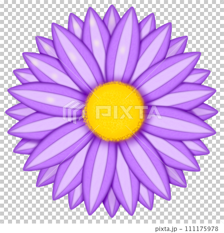 daisy isolated on white background daisy isolated on white background 111175978