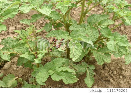 Colorado potato beetle larvae sit on potato tops. 111176205