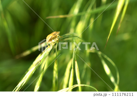 A green stink bug sits on a leaf. A green stink bug sits on a leaf. 111176211