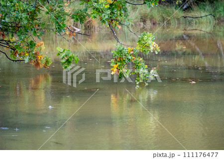 Reflections of Change: Oak over the River 111176477