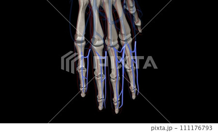The common digital arteries are small vessels that come from the palmar arches and supply blood to the fingers 111176793