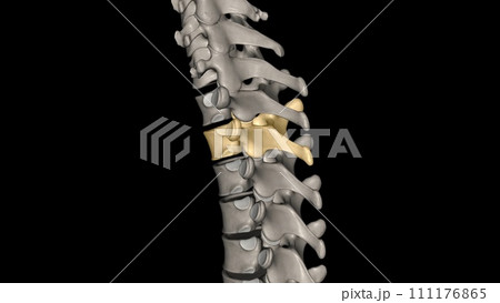 Twelve vertebrae are located in the thoracic spine and are numbered T-1 to T-12 111176865
