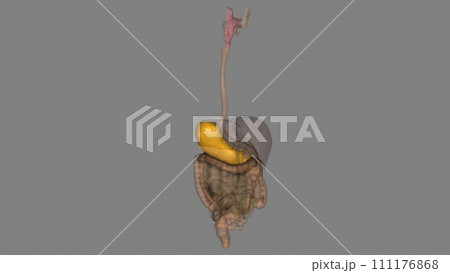 The stomach is a J-shaped organ that digests food 111176868