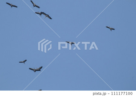 asian openbill bird flying on blue sky background asian openbill bird flying on blue sky background 111177100