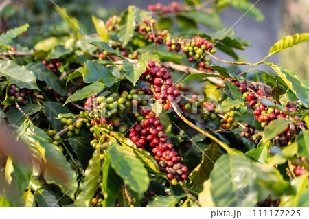 fresh coffee cherry on the coffee tree,coffee 111177225