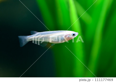 水槽の白メダカ 水槽の白メダカ 111177469