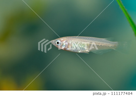 水槽の白メダカ 水槽の白メダカ 111177484