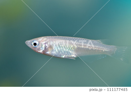 水槽の白メダカ 水槽の白メダカ 111177485