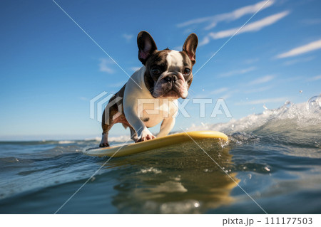 Adorable french bulldog surfing on a surfboard on gentle waves. Adorable french bulldog surfing on a surfboard on gentle waves. 111177503