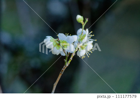 梅の開花　白梅 111177579