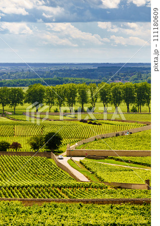 Green vineyards. Pommard wine region, France 111180609
