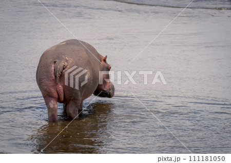 Common hippopotamus stands in stream looking round Common hippopotamus stands in stream looking round 111181050