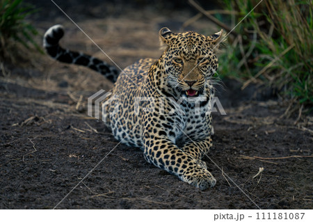 Female leopard lies on ground opening mouth Female leopard lies on ground opening mouth 111181087