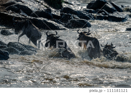 Four blue wildebeest splash through rocky river 111181121
