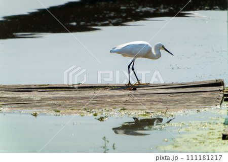An egret stood on a wooden plank, staring into the water. An egret stood on a wooden plank, staring into the water. 111181217