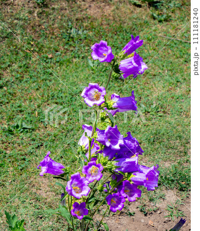 The purple Canterbury bells (Campanula medium) are very beautiful. 111181240