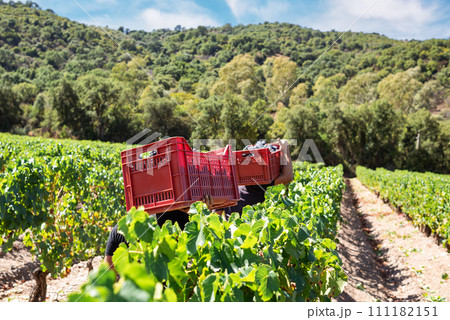 Cannonau grape harvest. Transport of boxes full of grapes. Agriculture. Cannonau grape harvest. Transport of boxes full of grapes. Agriculture. 111182151