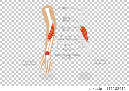3D Isometric Flat Conceptual Illustration of Pronator Teres Muscle 3D Isometric Flat Conceptual Illustration of Pronator Teres Muscle 111182412
