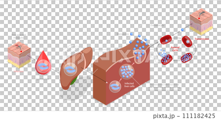 3D Isometric Flat  Conceptual Illustration of Life Cycle Of A Malaria Parasite 111182425