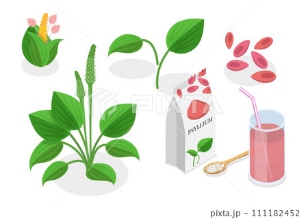 3D Isometric Flat  Conceptual Illustration of Psyllium Plant 111182452