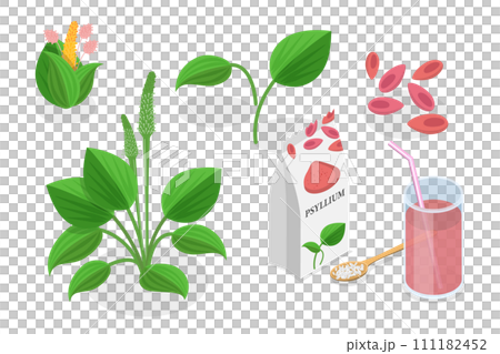 3D Isometric Flat  Conceptual Illustration of Psyllium Plant 111182452