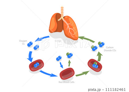 3D Isometric Flat Conceptual Illustration of Human Gas Exchange 3D Isometric Flat Conceptual Illustration of Human Gas Exchange 111182461