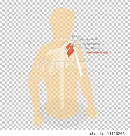 3D Isometric Flat  Conceptual Illustration of Teres Major Muscle 111182484