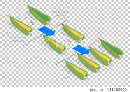 3D Isometric Flat Conceptual Illustration of Mendelian Inheritance 3D Isometric Flat Conceptual Illustration of Mendelian Inheritance 111182490