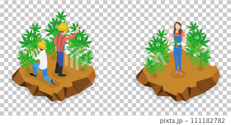 3D Isometric Flat  Conceptual Illustration of Hemp Farm, Marijuana Production 111182782