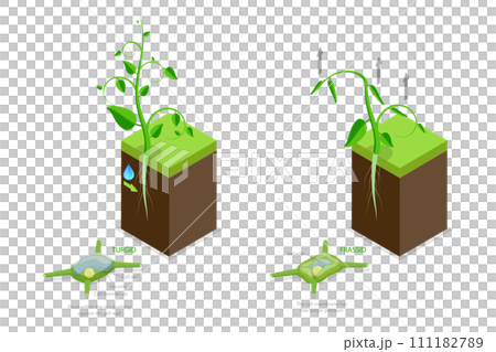 3D Isometric Flat  Conceptual Illustration of Turgor Pressure, Labeled Educational Explanation Scheme 111182789