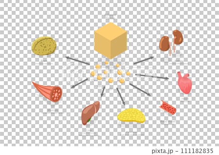 3D Isometric Flat  Conceptual Illustration of Effects Of Adiponectin, Biochemistry Connection between Adipocyte Cells and Internal Organs 111182835