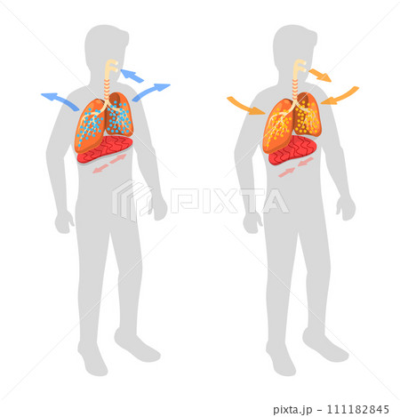3D Isometric Flat  Conceptual Illustration of Respiratory System, Movement of the Diaphragm 111182845