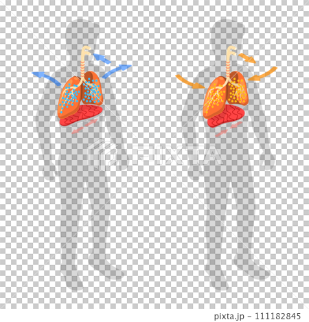 3D Isometric Flat  Conceptual Illustration of Respiratory System, Movement of the Diaphragm 111182845